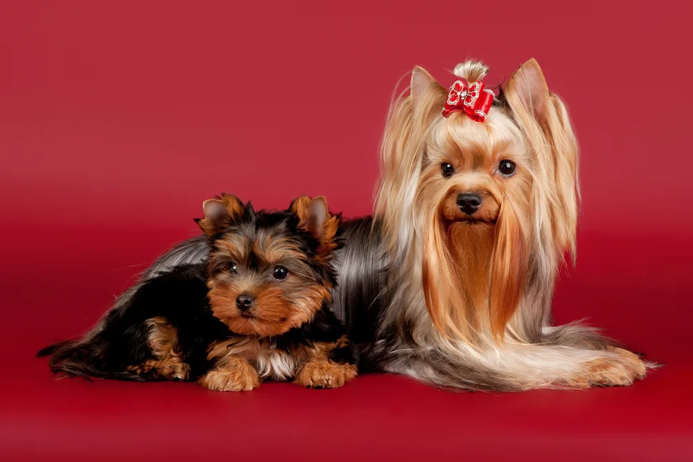 Tablou canvas: Yorkshire Terrier și Puiul său - Thumbnail 2