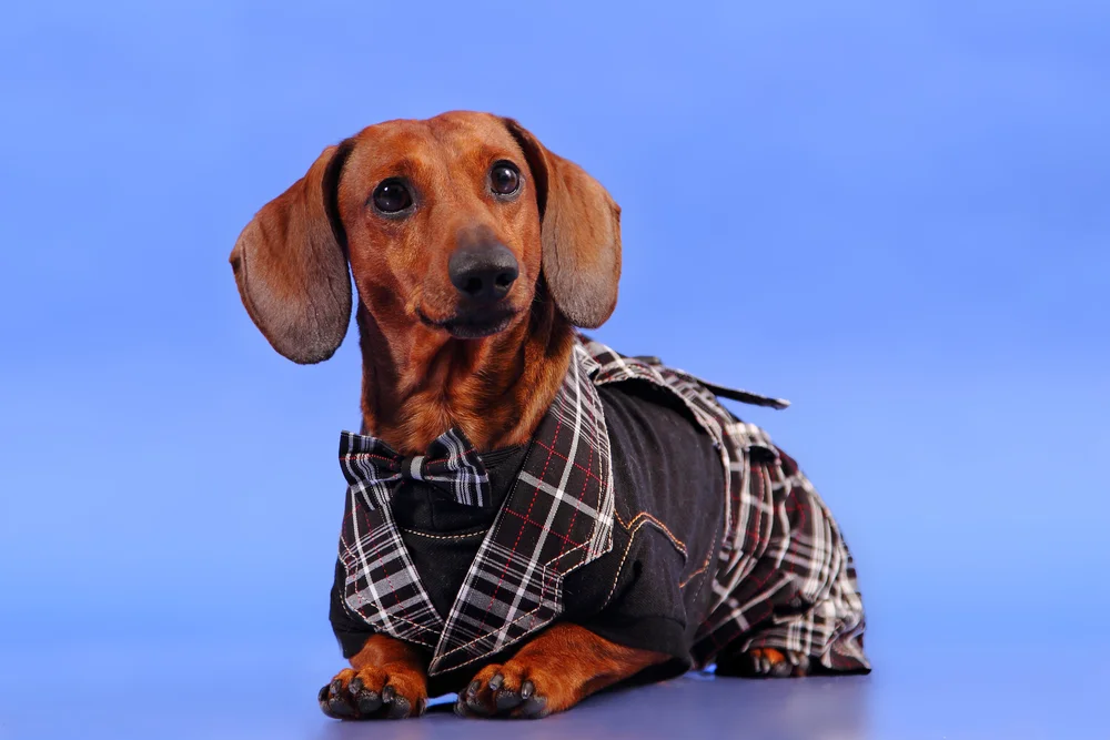 Tablou canvas: Teckel Elegant cu Papion - Thumbnail 2