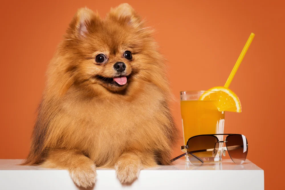 Tablou canvas: Pomeranian Jucăuș pe Fundal Portocaliu - Thumbnail 2