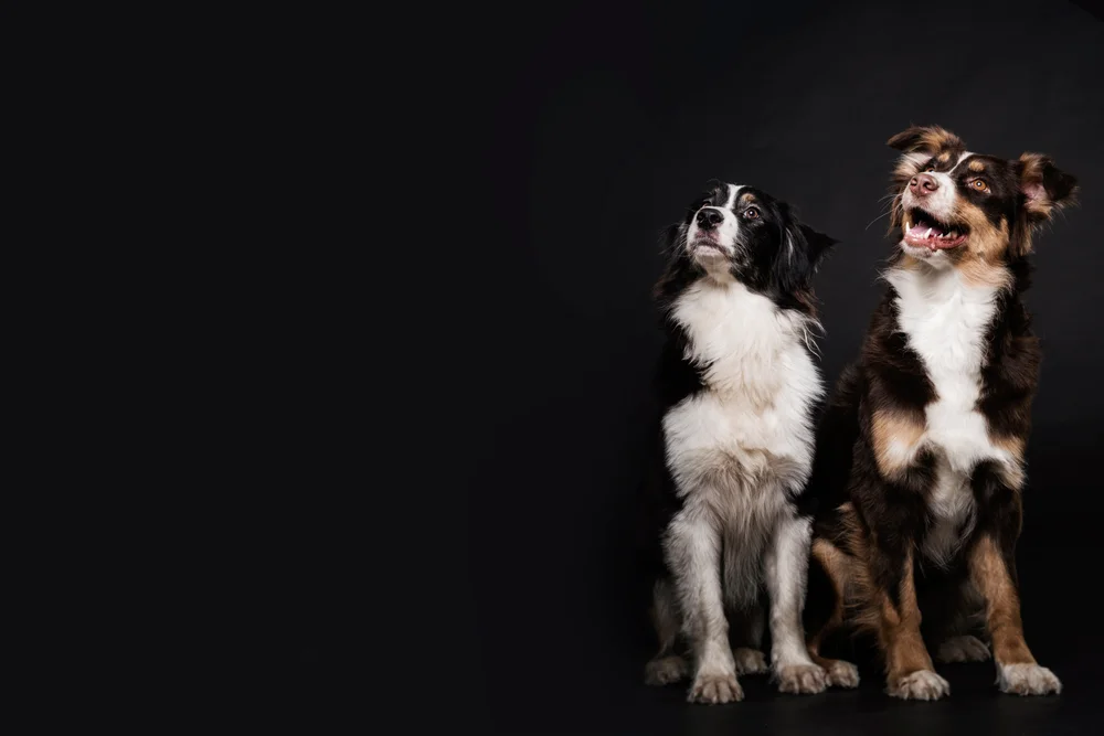 Tablou canvas: Portret Câini pe Fundal Negru - Thumbnail 2