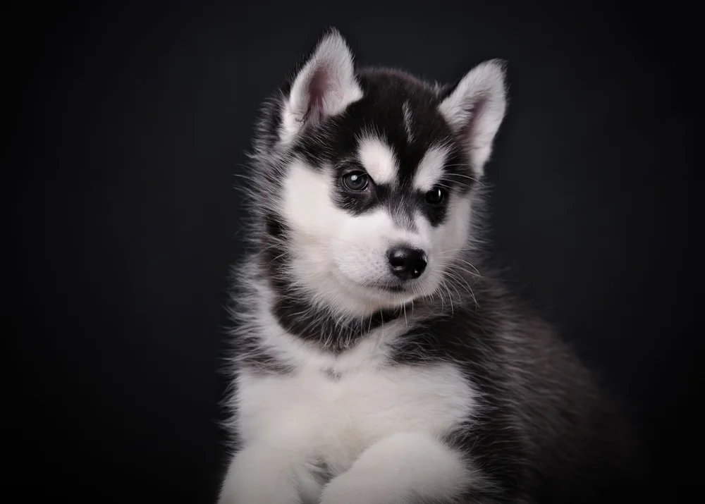 Tablou canvas: Portret Cățeluș Husky în Fundal Negru - Thumbnail 2