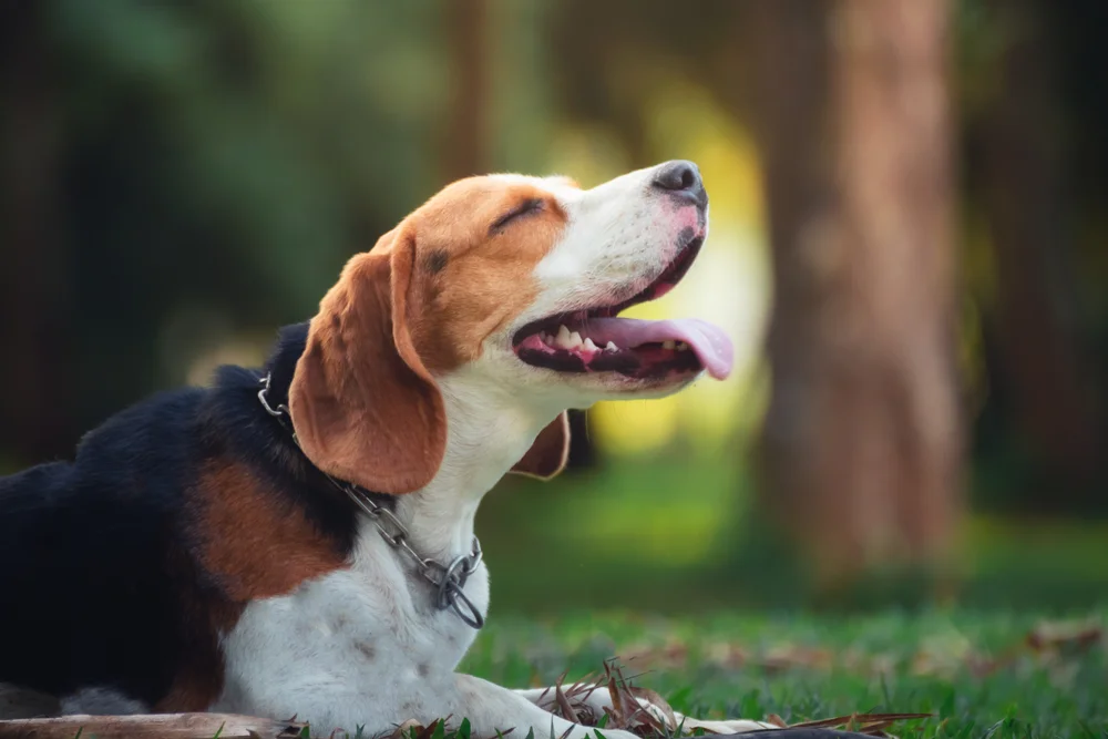 Tablou canvas: Cățel Beagle în Parc Verde - Thumbnail 2