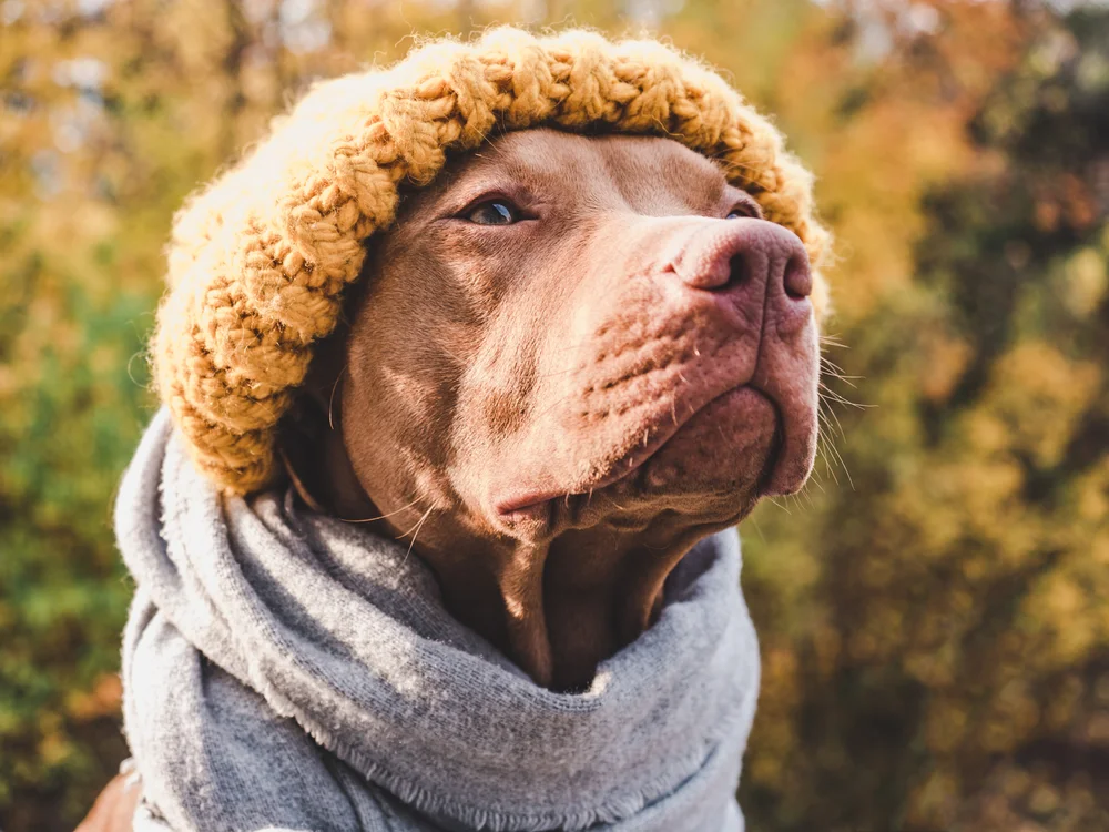 Tablou canvas: Câine cu Fular și Căciulă Galbenă - Thumbnail 2
