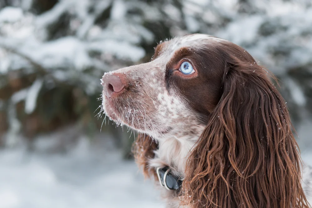 Tablou canvas: Portret de Câine cu Ochi Albaștri în Zăpadă - Thumbnail 2