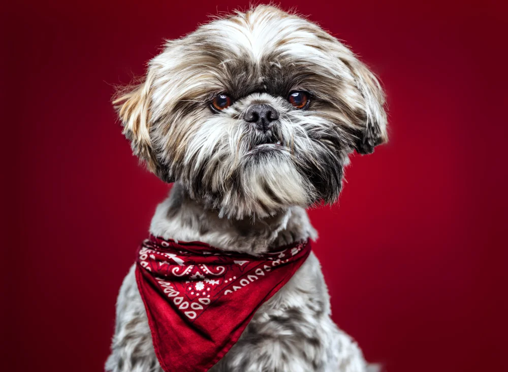 Tablou canvas: Portret Câine cu Bandană Roșie - Thumbnail 2