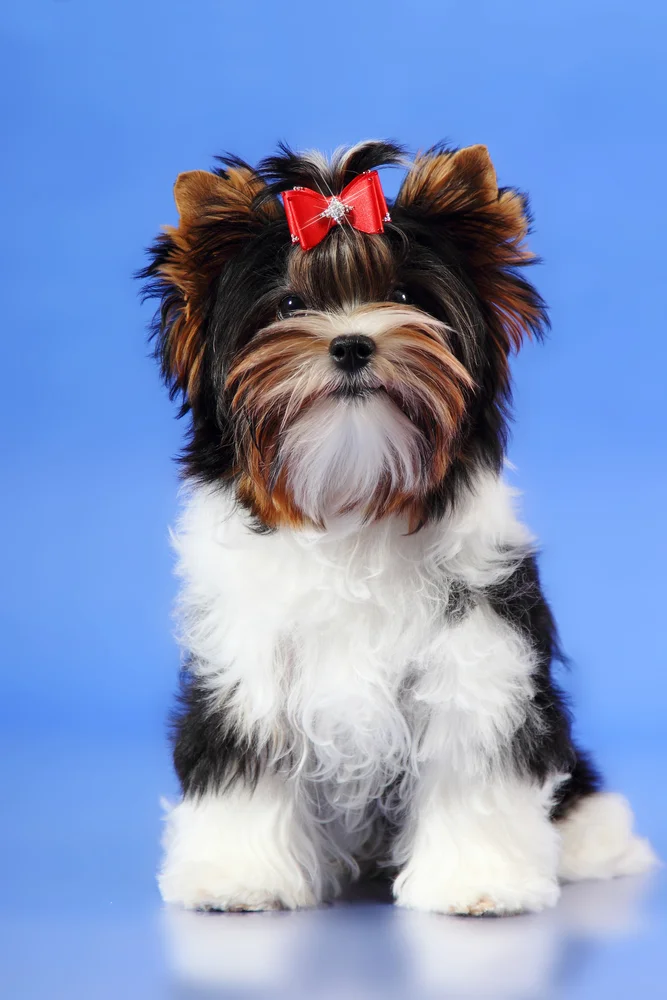 Tablou canvas: Cățeluș Drăgălaș cu Fundiță Roșie - Thumbnail 2