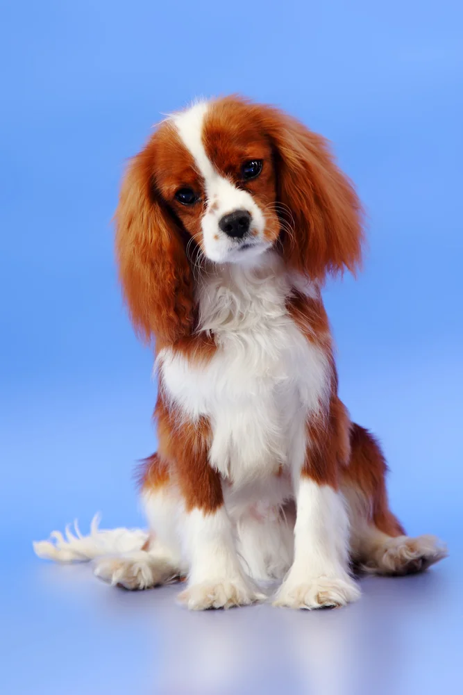 Tablou canvas: Portret Cățeluș pe Fundal Albastru - Thumbnail 2