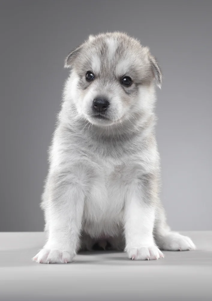 Tablou canvas: Cățeluș Husky Adorabil pe Fundal Gri - Thumbnail 2