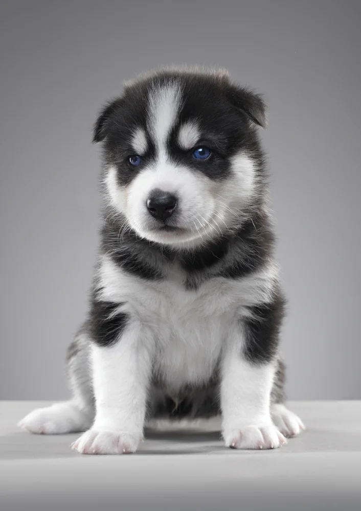 Tablou canvas: Cățeluș Husky cu Ochi Albaștri - Thumbnail 2