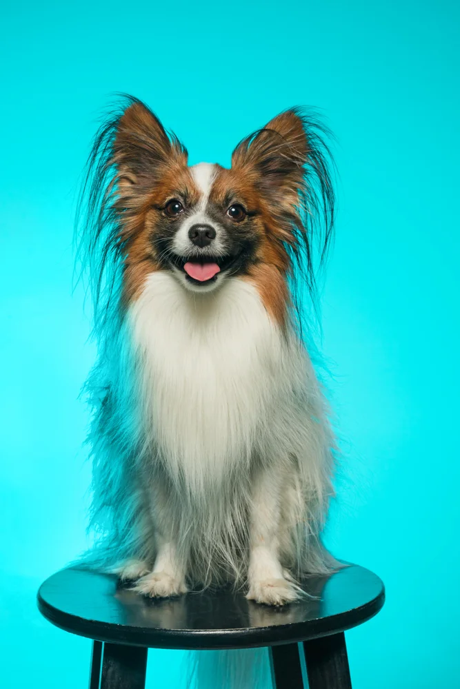 Tablou canvas: Cățel Papillon pe Fundal Turcoaz - Thumbnail 2