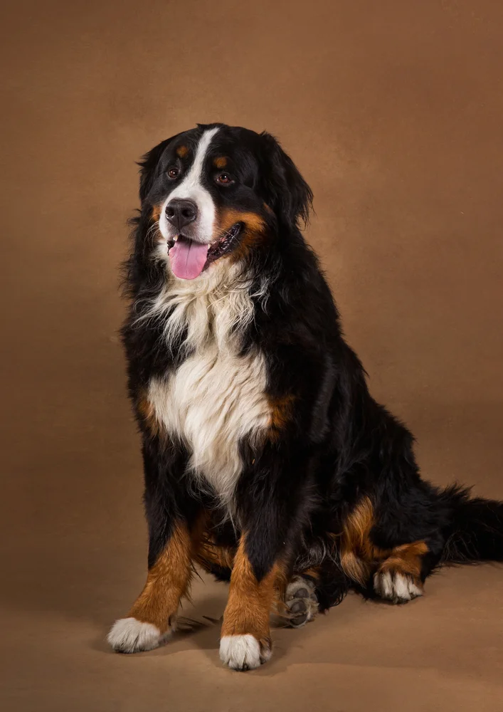 Tablou canvas: Portret de Câine Bernese Mountain Dog - Thumbnail 2