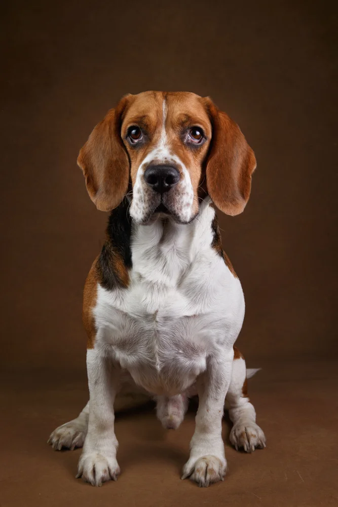 Tablou canvas: Portret de Câine Beagle pe Fundal Maro - Thumbnail 2