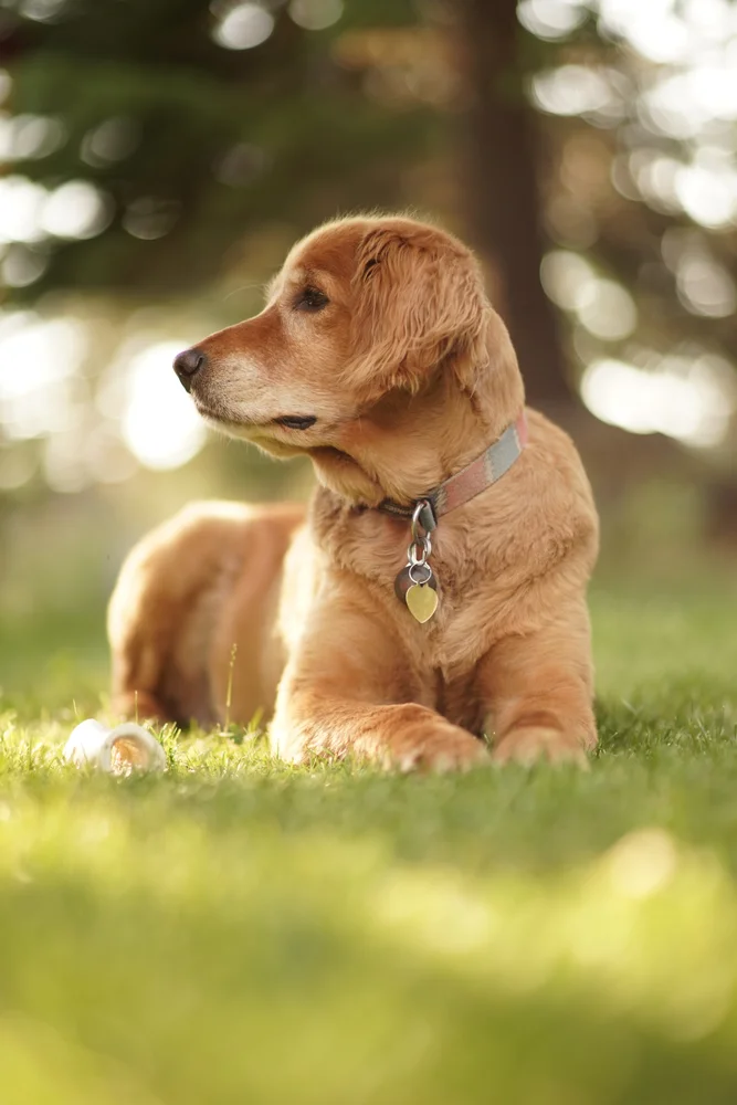 Tablou canvas: Golden Retriever în Grădină Solemnă - Thumbnail 2