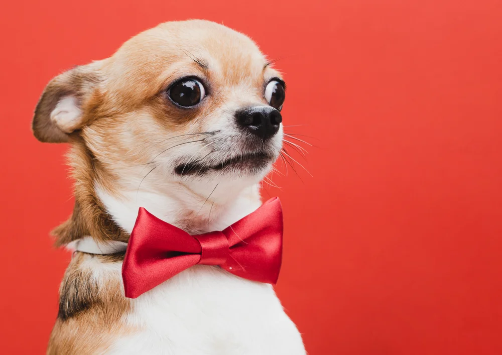 Tablou canvas: Chihuahua cu Papion Roșu pe Fundal Coral - Thumbnail 2