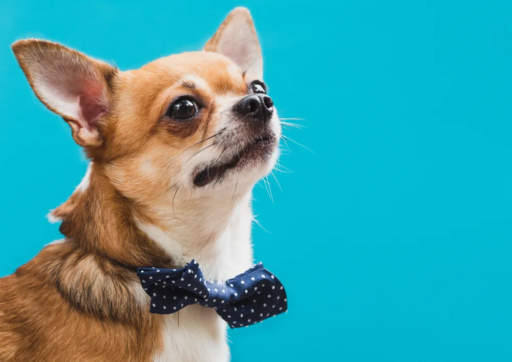 Tablou canvas: Portret Chihuahua cu Papion Albastru - Thumbnail 2