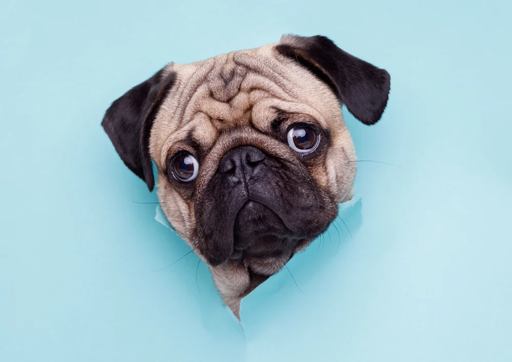 Tablou canvas: Cățeluș Drăgălaș pe Fundal Turcoaz - Thumbnail 2