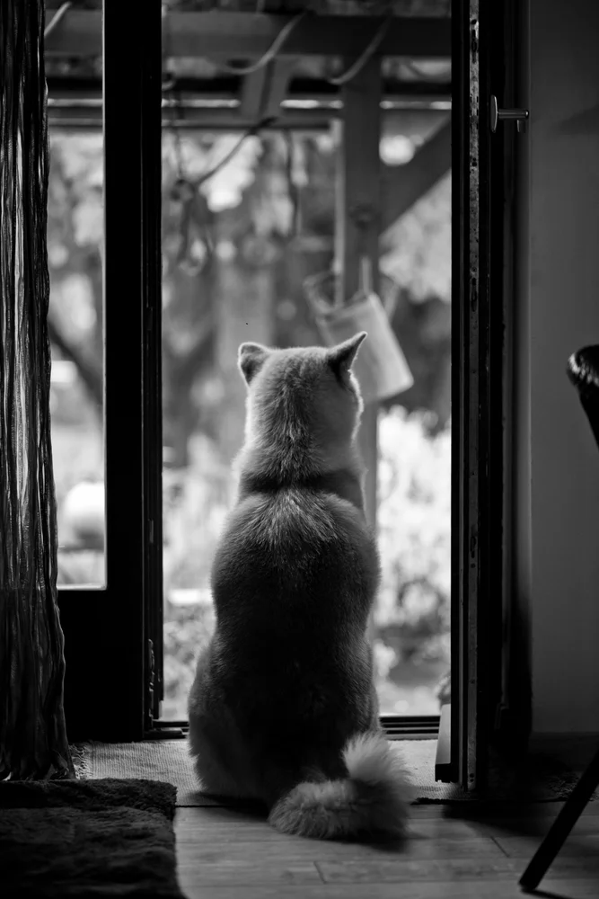 Tablou canvas: Câine Privind Peisajul în Alb-Negru - Thumbnail 2