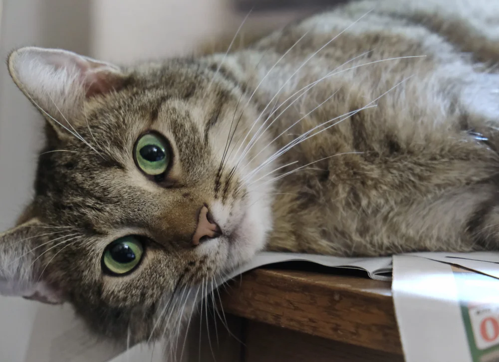 Tablou canvas: Portret Pisică cu Ochi Verzi (2) - Thumbnail 2