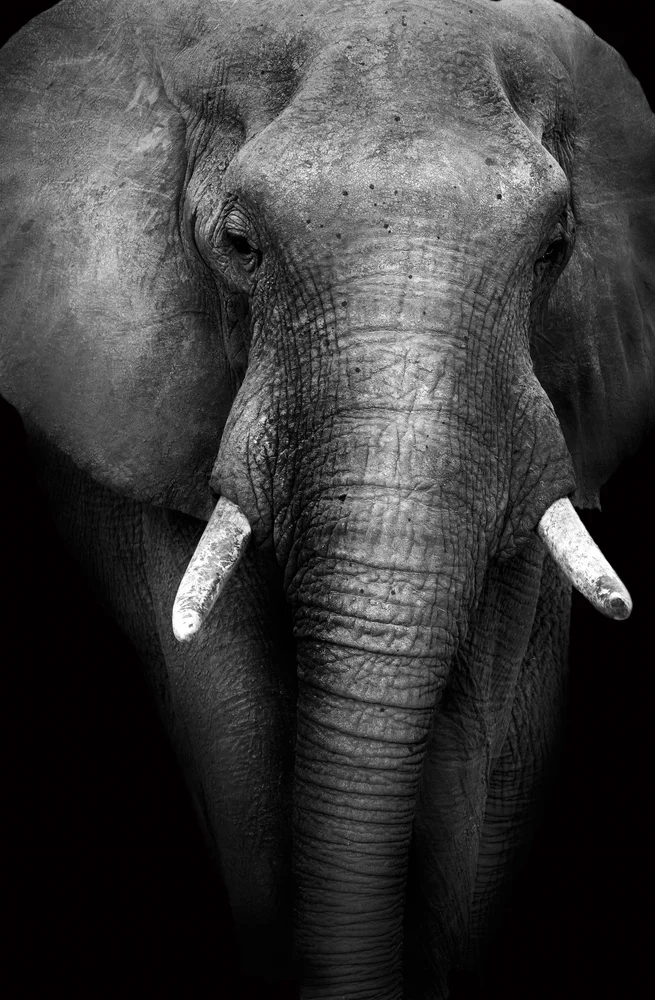 Tablou canvas: Portret Elefant Alb-Negru Detaliat - Thumbnail 2