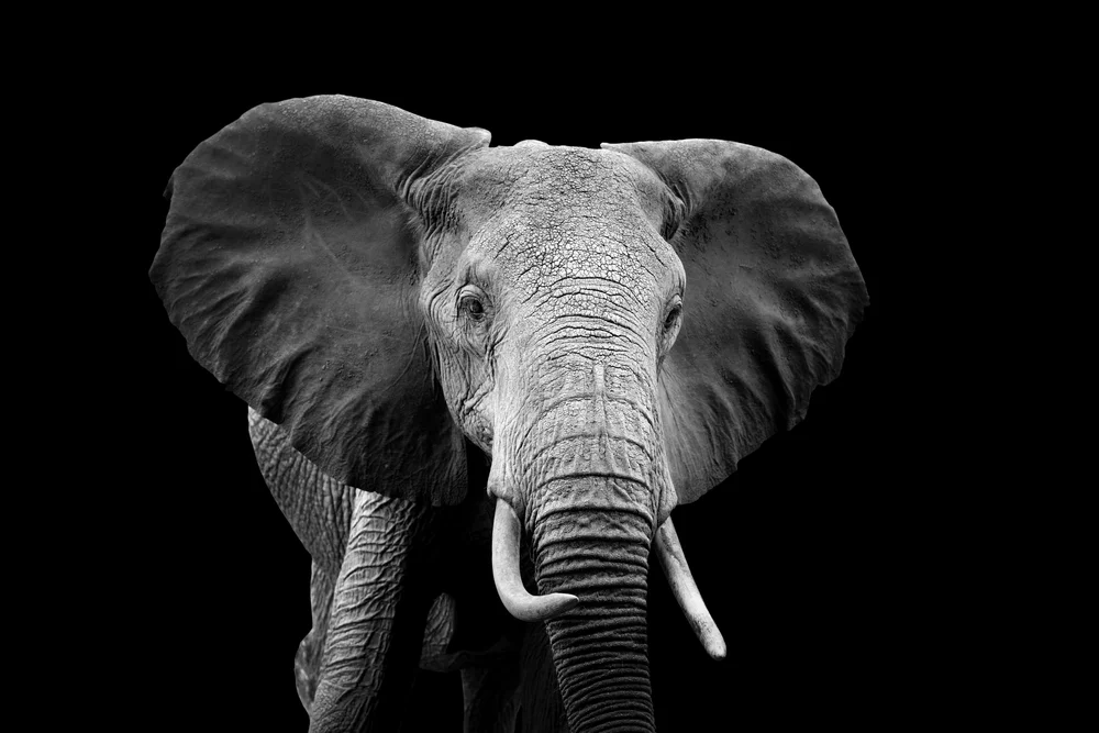 Tablou canvas: Portret Elefant în Alb-Negru - Thumbnail 2