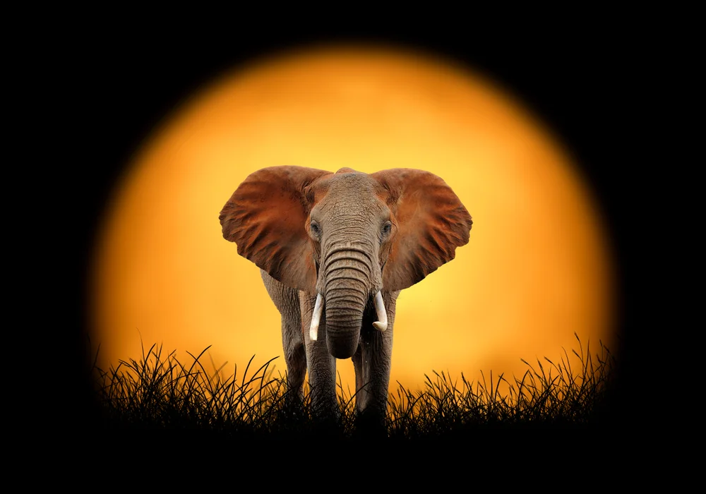 Tablou canvas: Elefant în Apus African - Thumbnail 2