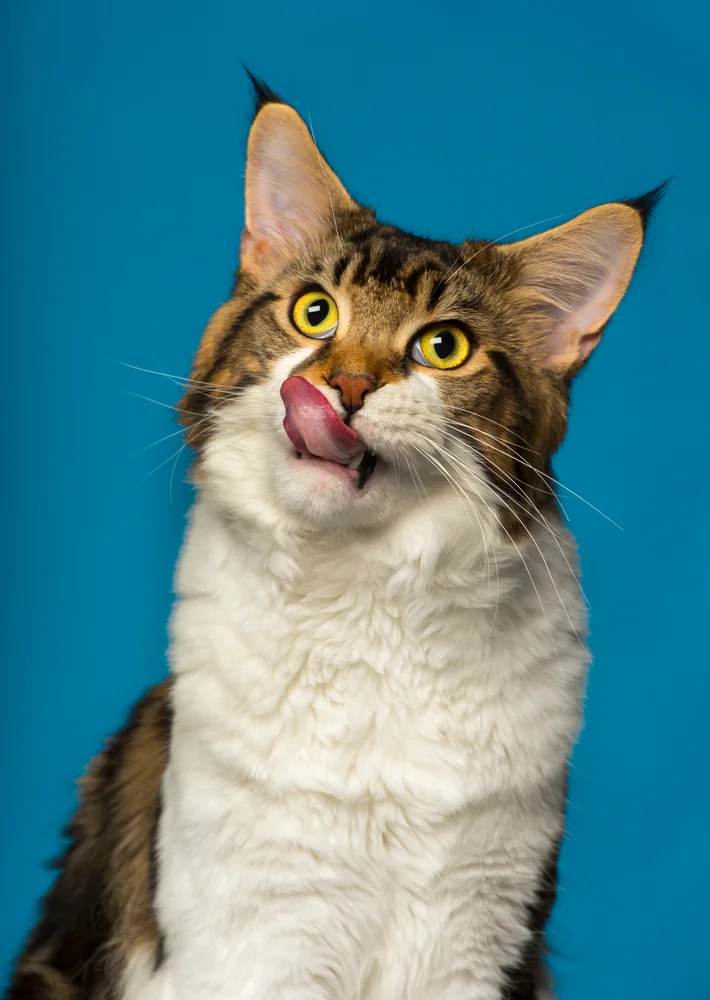 Tablou canvas: Pisică Jucăușă pe Fundal Albastru - Thumbnail 2