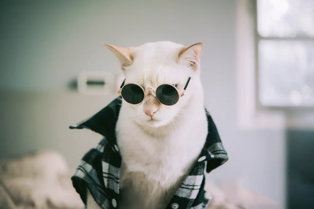 Tablou canvas: Pisică cu Ochelari de Soare și Cămașă - Thumbnail 2