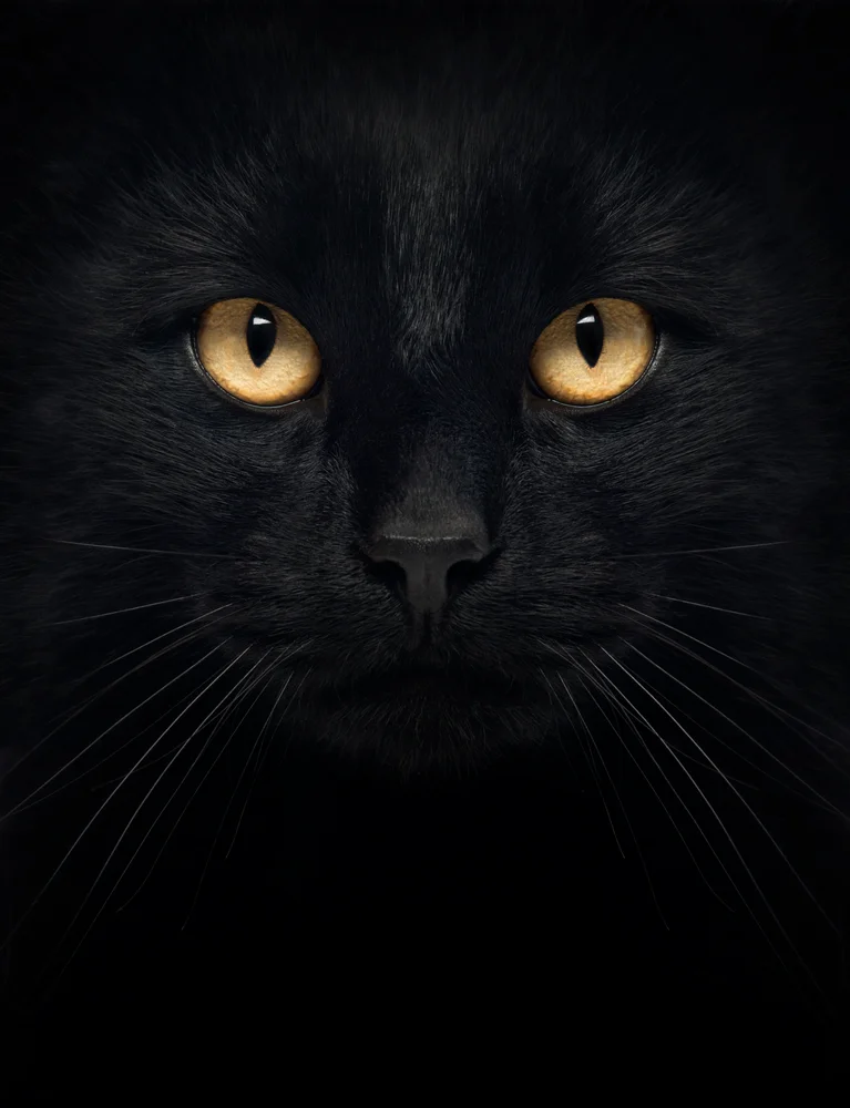 Tablou canvas: Portret Pisică Neagră cu Ochi Aurii 2 - Thumbnail 2