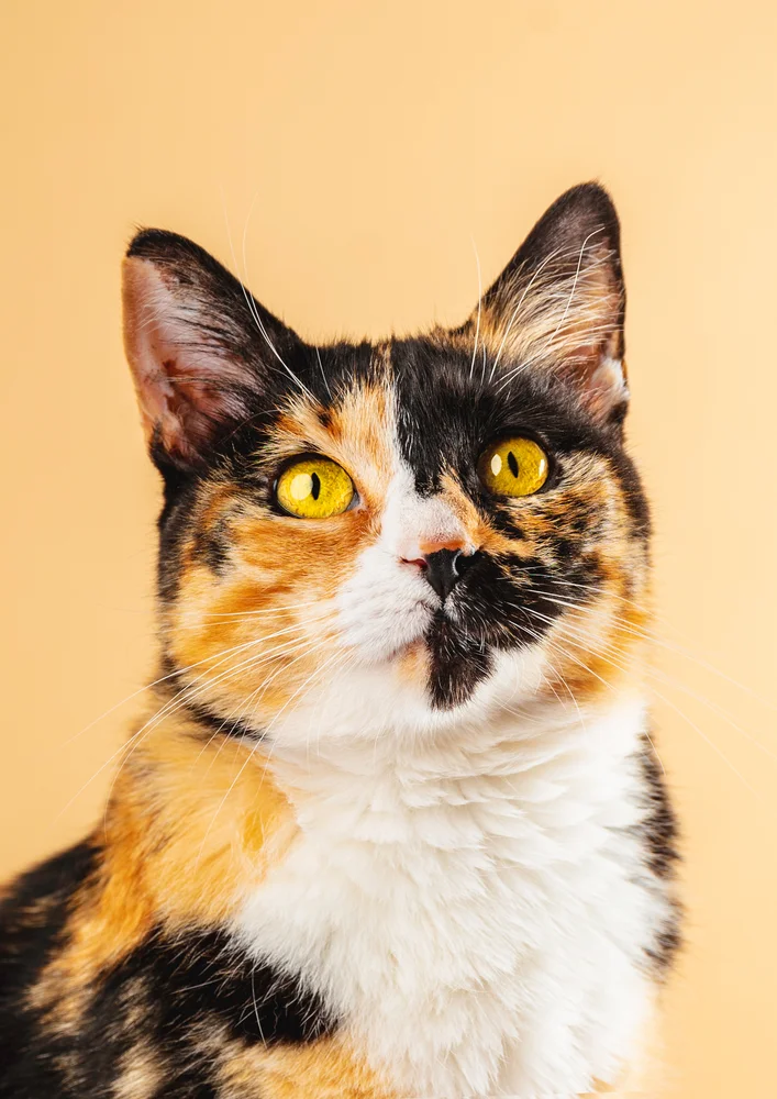 Tablou canvas: Portret Pisică Calico pe Fundal Crem - Thumbnail 2