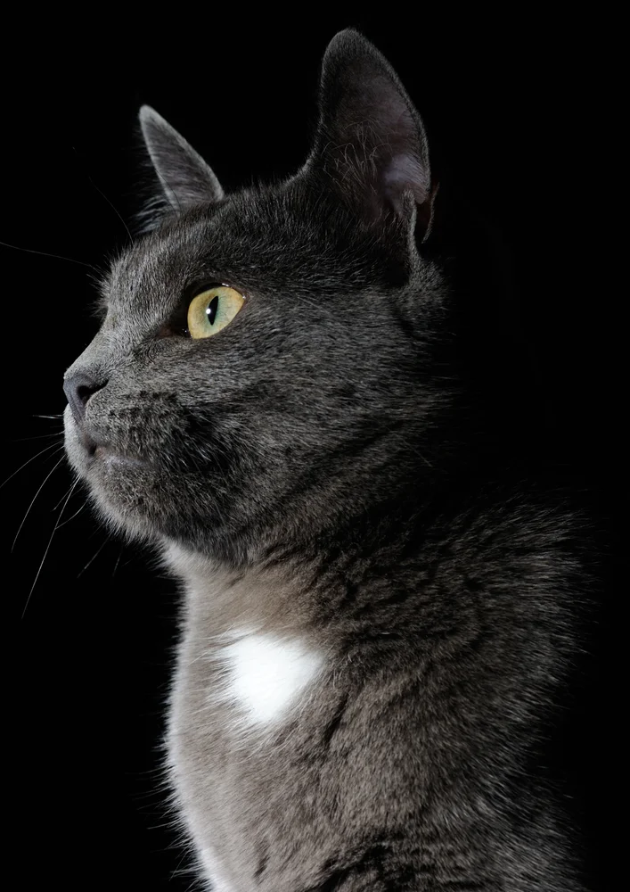 Tablou canvas: Profil Lateral de Pisică pe Fundal Negru - Thumbnail 2