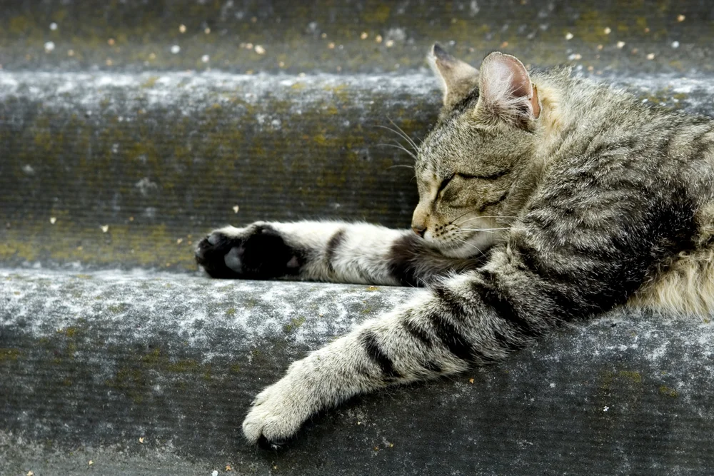 Tablou canvas: Pisică Tigrată Dormind pe Trepte - Thumbnail 2