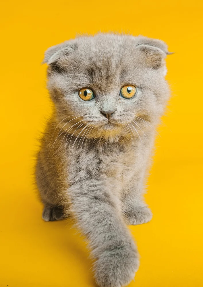 Tablou canvas: Pisicuță Gri pe Fundal Galben - Thumbnail 2