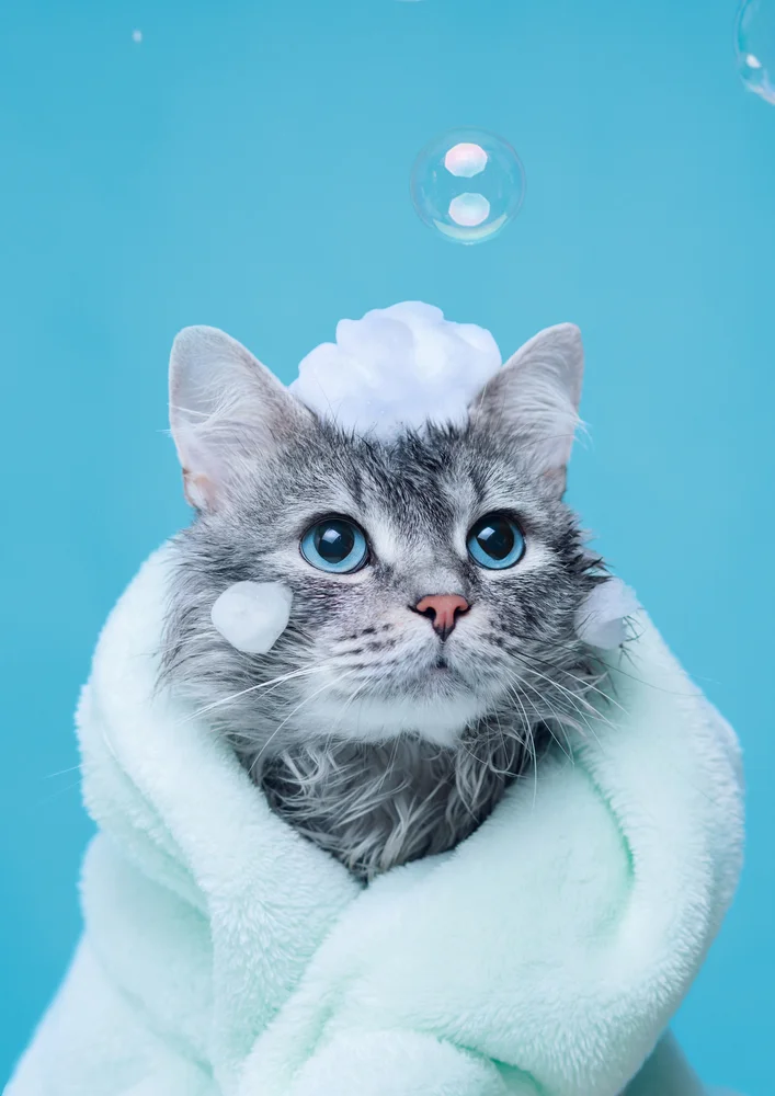 Tablou canvas: Pisică Jucăușă în Proaspăt Îmbăiată - Thumbnail 2