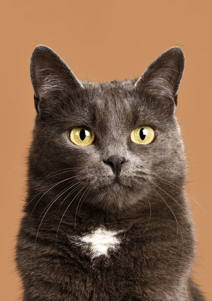 Tablou canvas: Portret Pisică pe Fundal Maro - Thumbnail 2