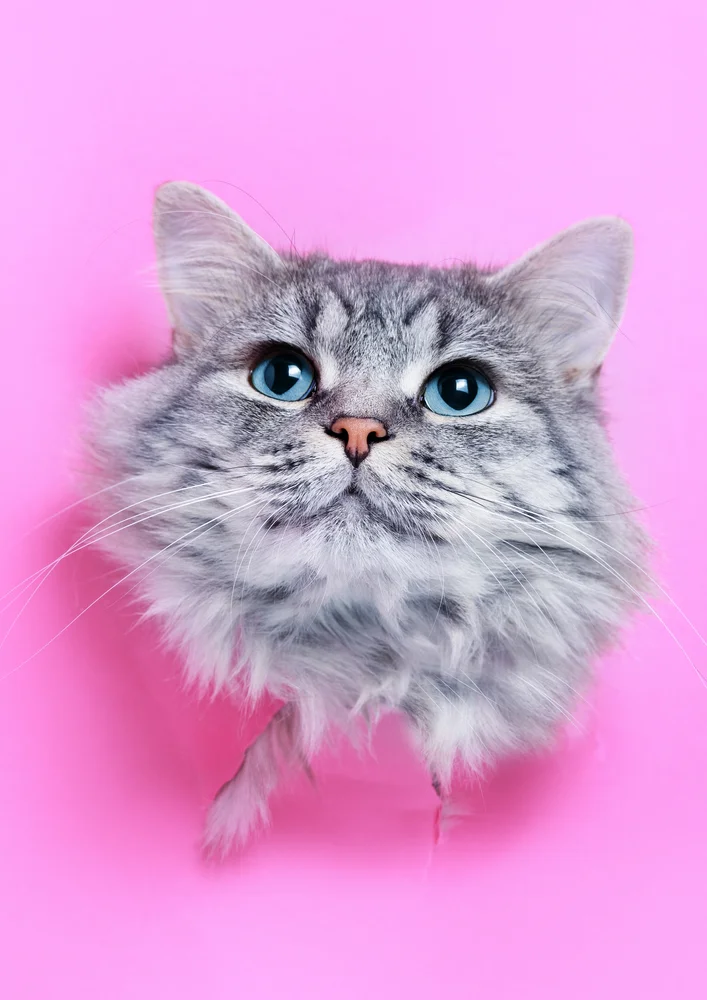 Tablou canvas: Portret Pisică cu Blană Gri pe Fundal Roz - Thumbnail 2