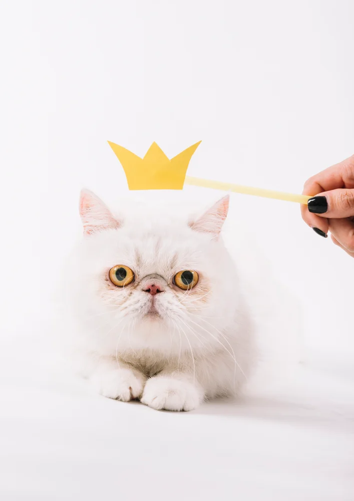 Tablou canvas: Pisică Albă cu Coroană de Hârtie - Thumbnail 2