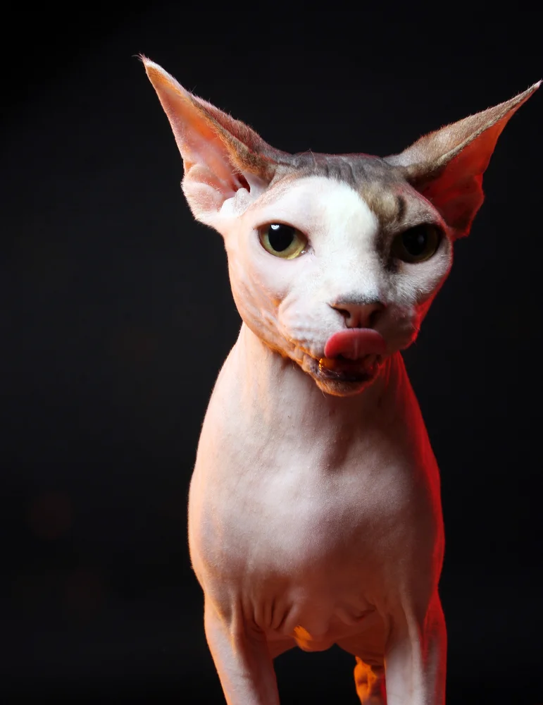 Tablou canvas: Portret Pisică Sphynx cu Fundal Negru - Thumbnail 2
