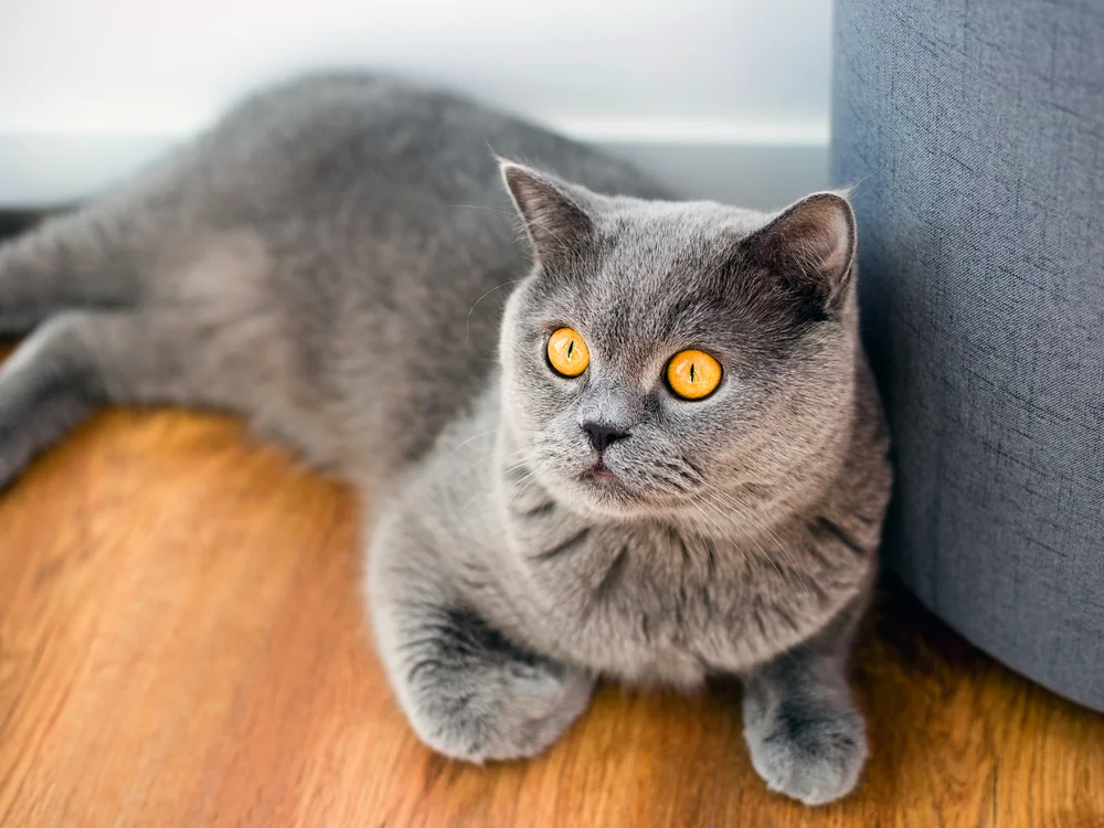 Tablou canvas: Pisică Britanică cu Blană Gri și Ochi Aurii - Thumbnail 2