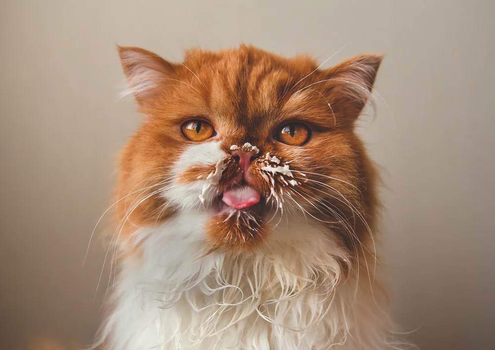 Tablou canvas: Pisică Roșcată cu Smântână pe Bot - Thumbnail 2