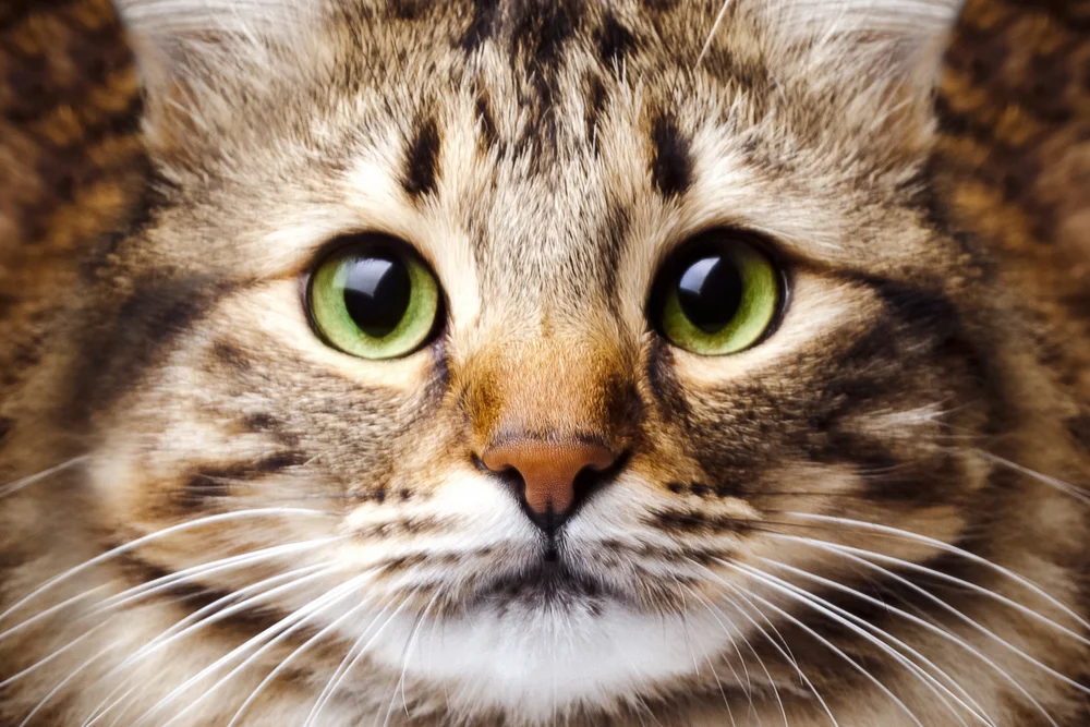 Tablou canvas: Portret Pisică cu Ochi Verzi 2 - Thumbnail 2