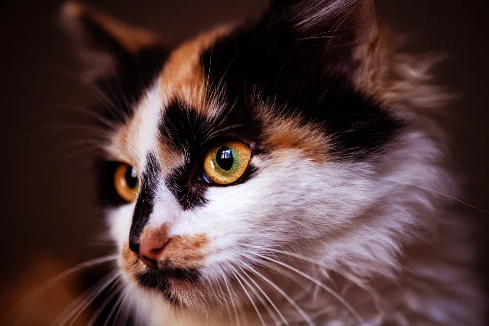 Tablou canvas: Portret Pisică cu Ochi Pătrunzători - Thumbnail 2