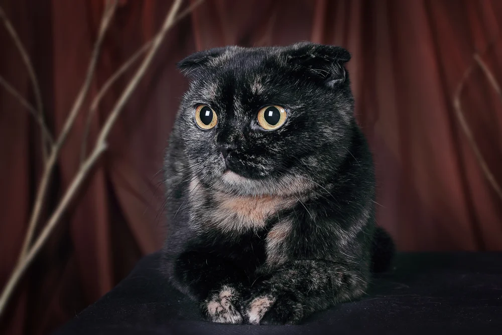 Tablou canvas: Pisică Neagră pe Fundal Maro - Thumbnail 2