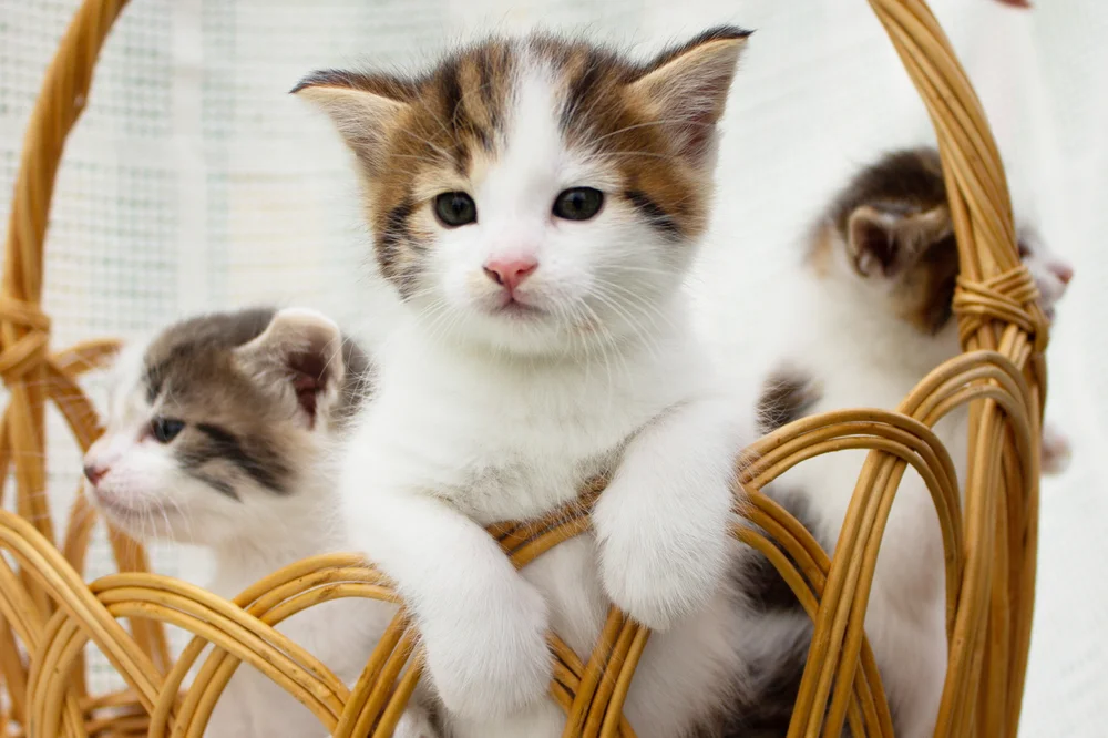 Tablou canvas: Pisoi Drăgălași într-un Coș Rustic - Thumbnail 2