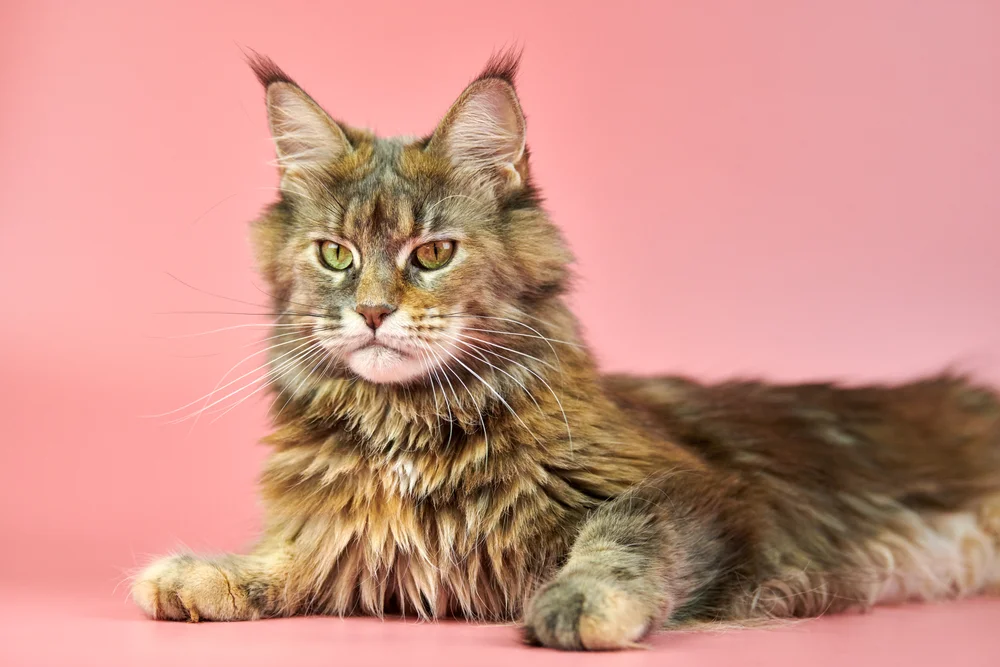 Tablou canvas: Portret Pisică Maine Coon pe Fundal Roz - Thumbnail 2