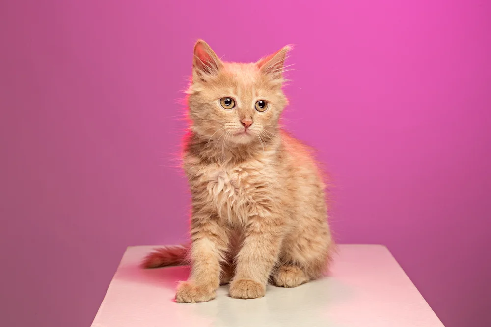 Tablou canvas: Pisică Portocalie pe Fundal Roz - Thumbnail 2