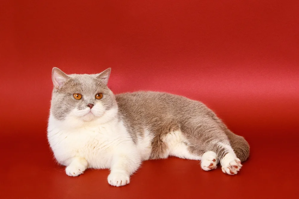 Tablou canvas: Pisică Britanică pe Fundal Roșu - Thumbnail 2