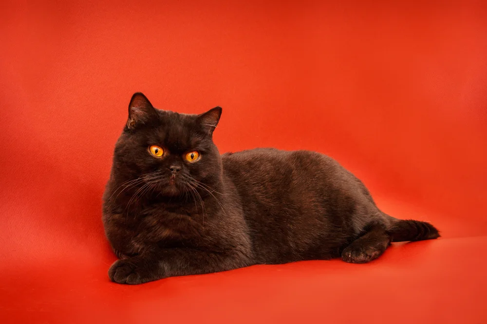 Tablou canvas: Pisică Neagră pe Fundal Roșu Aprins - Thumbnail 2