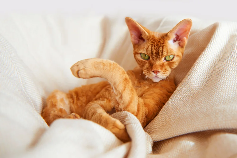 Tablou canvas: Pisică Portocalie Relaxându-se pe Canapea - Thumbnail 2