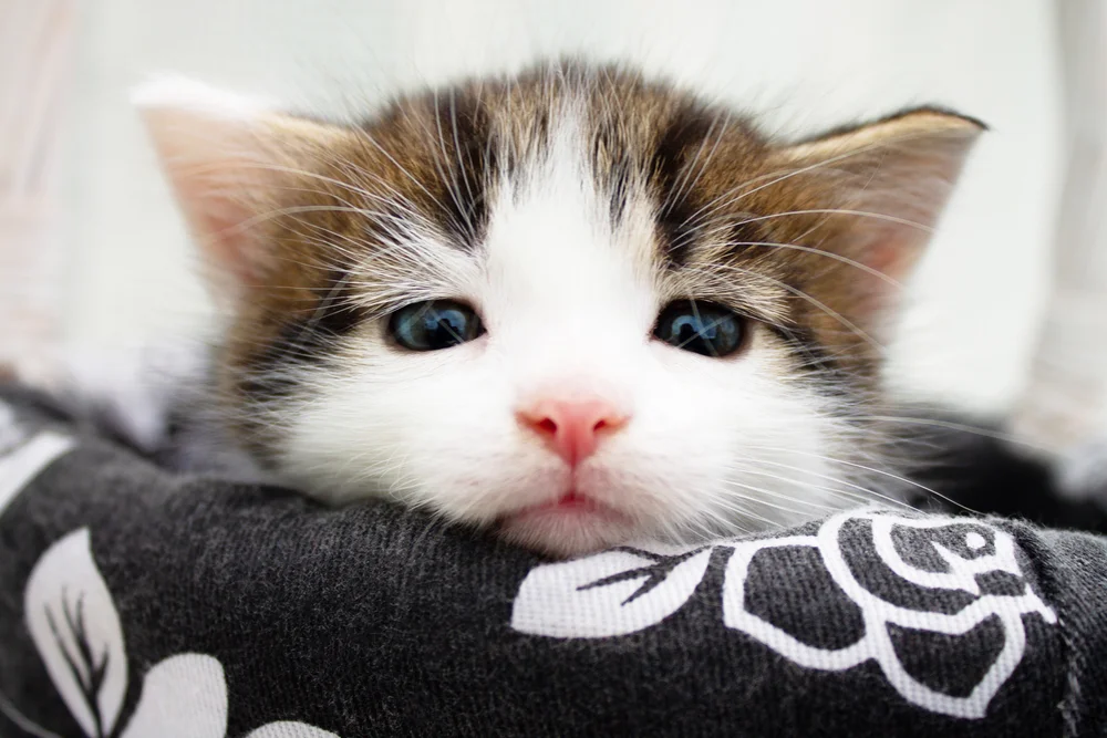 Tablou canvas: Portret Pisică cu Ochi Albaștri - Thumbnail 2