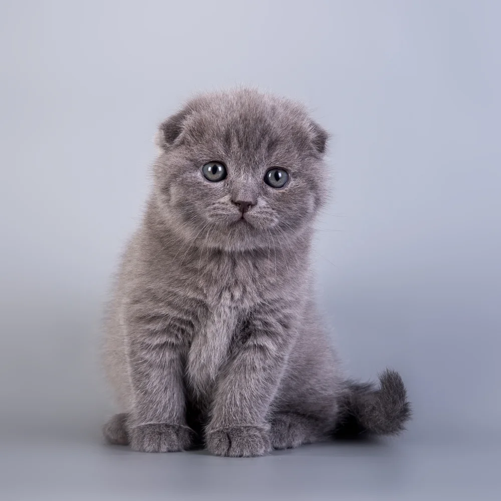 Tablou canvas: Pisoi Gri pe Fundal Albastru Pal - Thumbnail 2